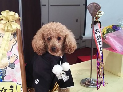 トイプードルの警察犬ことポッキー君