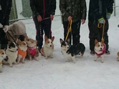 1月21日～1月26日　成犬式？