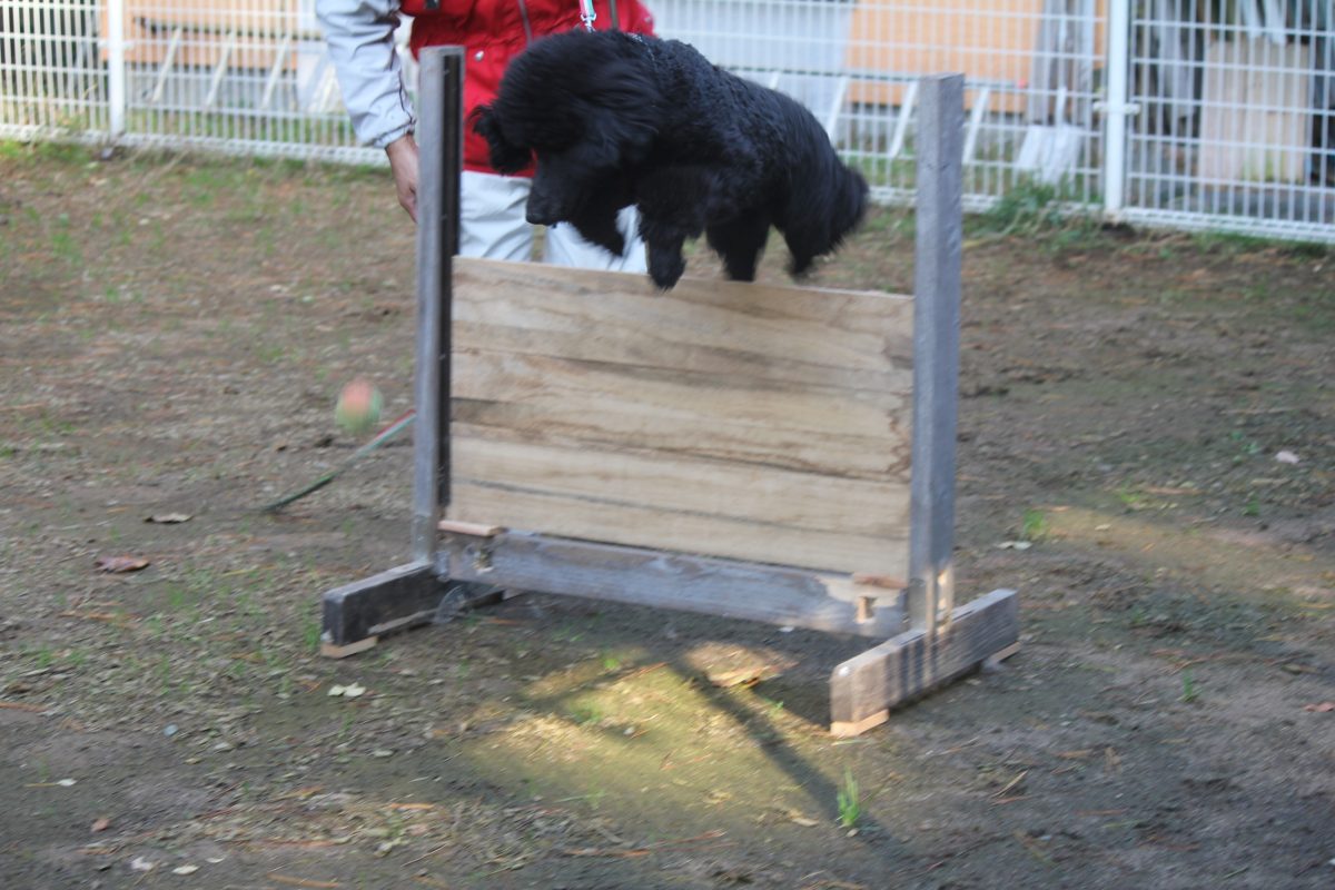 ☆お泊り訓練犬たち