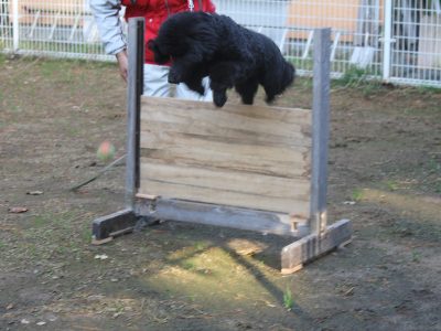 ☆お泊り訓練犬たち