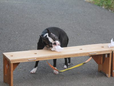 ☆幼稚園犬たち